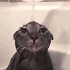 the cat is sitting in the bathtub and looking up at the water coming out of its mouth