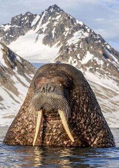 a walpopo is swimming in the water with its mouth open and it's tongue sticking out