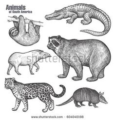 four different types of animals in black and white