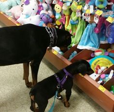 a black and brown dog standing next to a pile of stuffed animals on display in a store