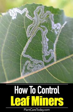 a leaf with the words how to control leaf miners on it