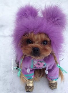 a small dog with purple fur on it's head and boots in the snow