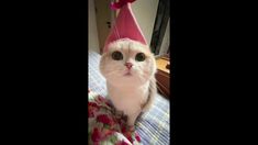 a white cat wearing a pink party hat on top of it's head and looking at the camera