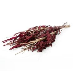 dried red flowers on a white background