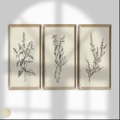 three framed botanical prints on a wall