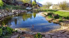 there is a bird that is standing in the water near rocks and stones on the ground