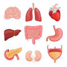 different types of organs and their functions in the body stock photo - image 34987