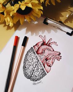 a drawing of a human heart on paper next to two pencils and a sunflower