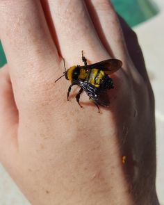 a close up of a person's hand with a bee on it