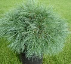 a potted plant in the middle of some grass