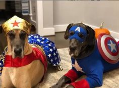 two dogs dressed up as superheros sitting on the floor next to eachother