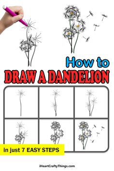 how to draw a dandelion in just 7 easy steps with pictures and text