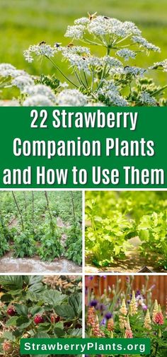 several different pictures of plants with the title 22 strawberry companion plants and how to use them