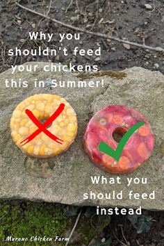 two donuts sitting on top of a rock next to each other with the words, why you shouldn't feed your chickens this summer?