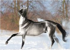 a gray horse is running in the snow