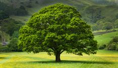 a large green tree sitting in the middle of a lush green field with yellow flowers