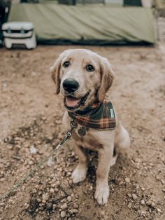 a brown dog wearing a plaid bandana sitting in front of a tent on the ground