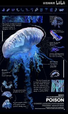 an image of jellyfishs and other animals in the ocean with caption below