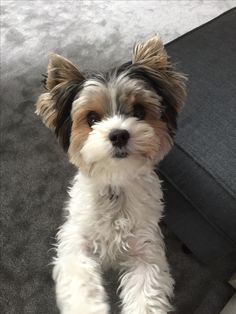 a small white and brown dog sitting on top of a couch