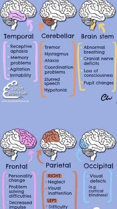 the human brain and its functions