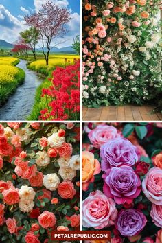 four different pictures with flowers and trees in the middle one has pink, red, yellow and white roses