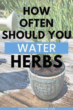 a potted plant sitting on top of a wooden table with text overlay reading how often should you water herbs?