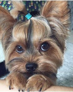 a small brown dog sitting on top of a person's arm