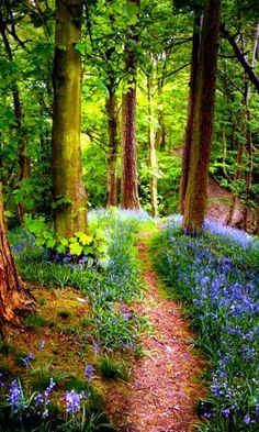 a path in the woods with bluebells and trees