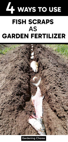 four ways to use fish scraps as garden fertilizer