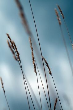 some tall grass with blue sky in the background