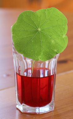 a glass filled with red liquid and a green leaf sticking out of it