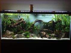 an aquarium with rocks and plants in it