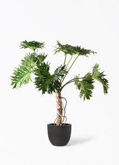 a potted plant with green leaves in it