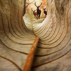 two deer standing in the middle of a leafy area with trees and leaves around them