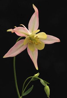 a pink and yellow flower on a black background