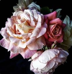 two pink and white flowers are in a vase