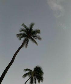 two tall palm trees against a gray sky