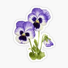 three purple pansies sticker