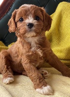 a small brown dog sitting on top of a bed