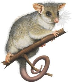 A guide to Australia's possums and gliders - Australian Geographic Possum Magic, Australian Mammals, Small Lizards, Amazing Animal Pictures, Australia Animals, Australian Flora, Australian Wildlife, Children Books, Sugar Glider