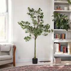 a living room filled with furniture and a potted plant on top of a rug