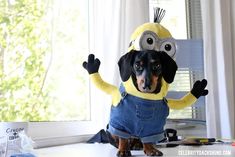 a dog dressed as a minion standing on its hind legs