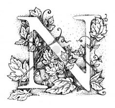 the letter n surrounded by leaves and acorns, vintage line drawing or engraving