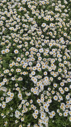 a field full of white and yellow daisies