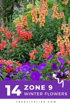 Add a splash of color to your garden with these 14 hardy zone 9 winter flowers that bloom beautifully in colder months. Transform your winter landscape with vibrant, resilient plants that brighten even the chilliest days. Click to explore and save this pin for your winter gardening ideas! Winter Gardening Ideas, Privacy Trees