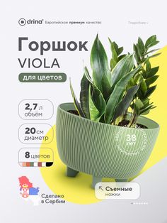 a green plant in a round pot on a yellow and white background with information about the plants