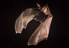 a close up of a bat flying in the air