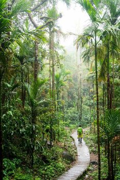 two people walking down a path in the jungle