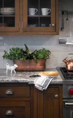 a potted plant sitting on top of a kitchen counter