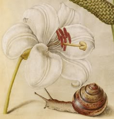 a drawing of a white flower with a snail sitting on it's back end